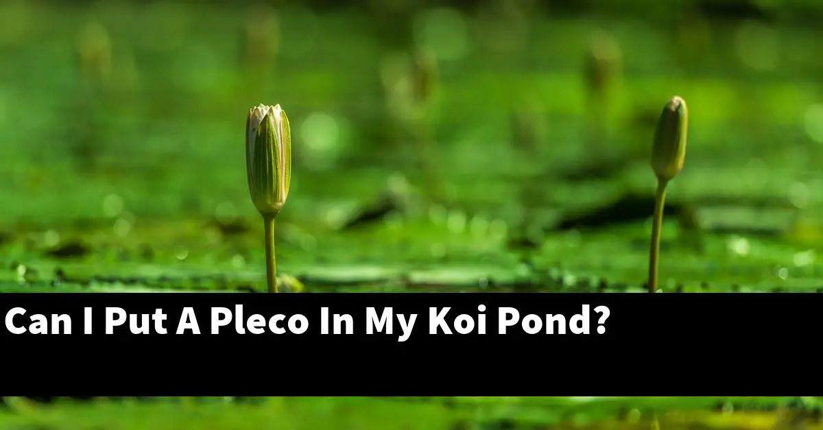 Can I Put A Pleco In My Koi Pond?