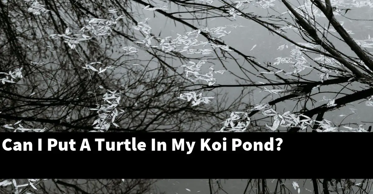 Can I Put A Turtle In My Koi Pond?