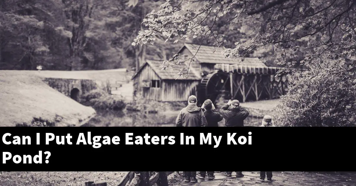 Can I Put Algae Eaters In My Koi Pond?