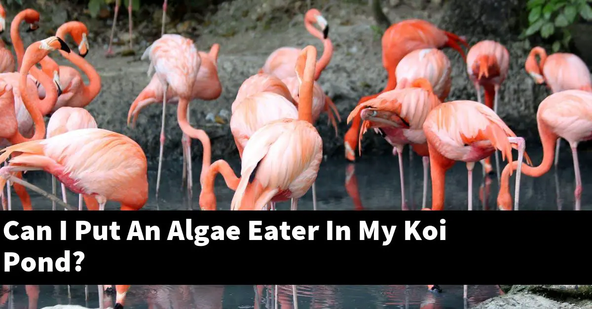 Can I Put An Algae Eater In My Koi Pond?