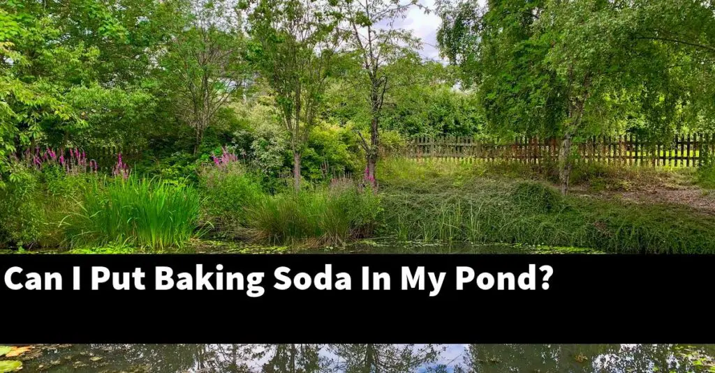Can I Put Baking Soda In My Pond? [2024 Guide] Gold Koi Fish