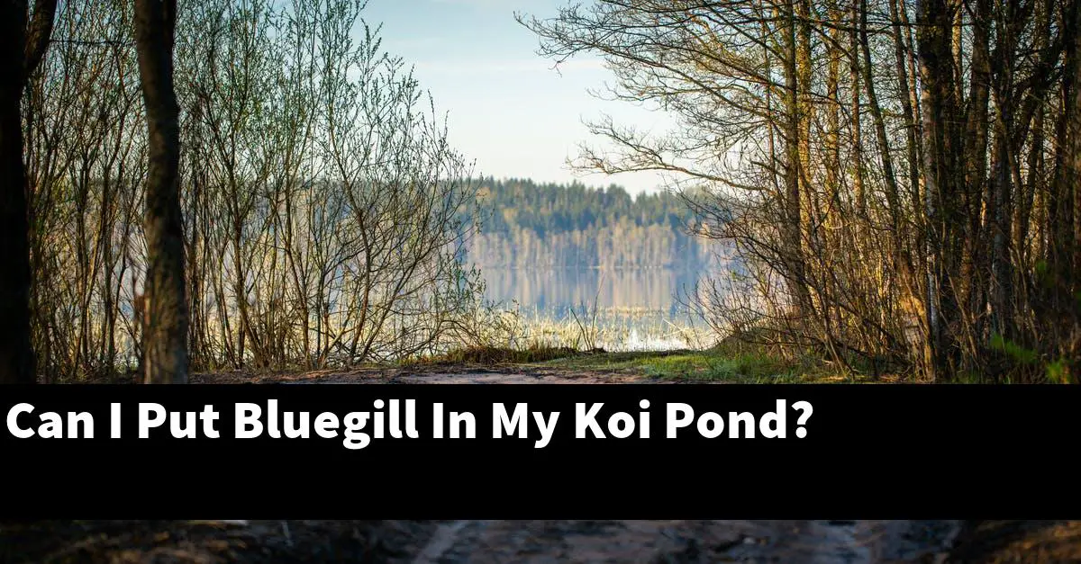 Can I Put Bluegill In My Koi Pond?