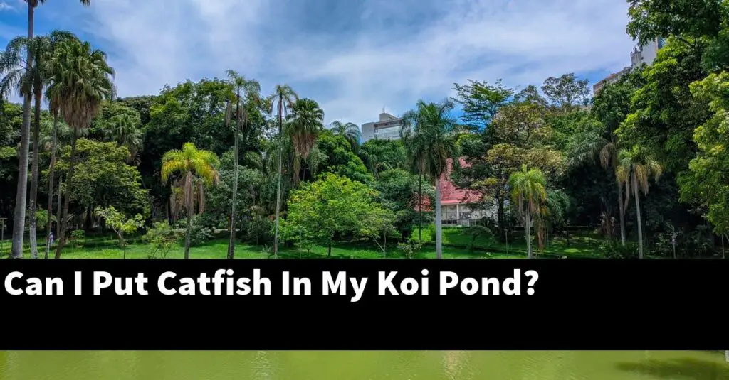 Can I Put Catfish In My Koi Pond? [2024 Guide] Gold Koi Fish