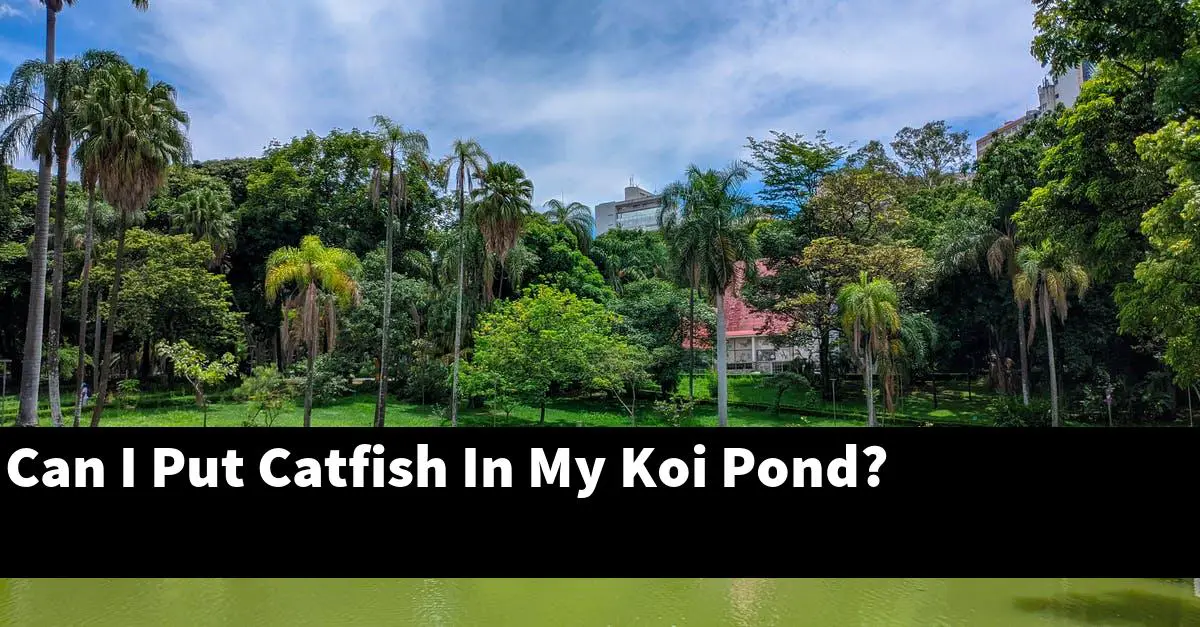 Can I Put Catfish In My Koi Pond?
