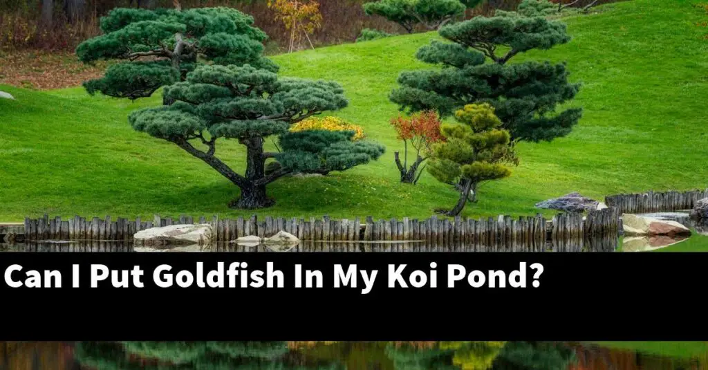 can-i-put-goldfish-in-my-koi-pond-2023-guide-gold-koi-fish