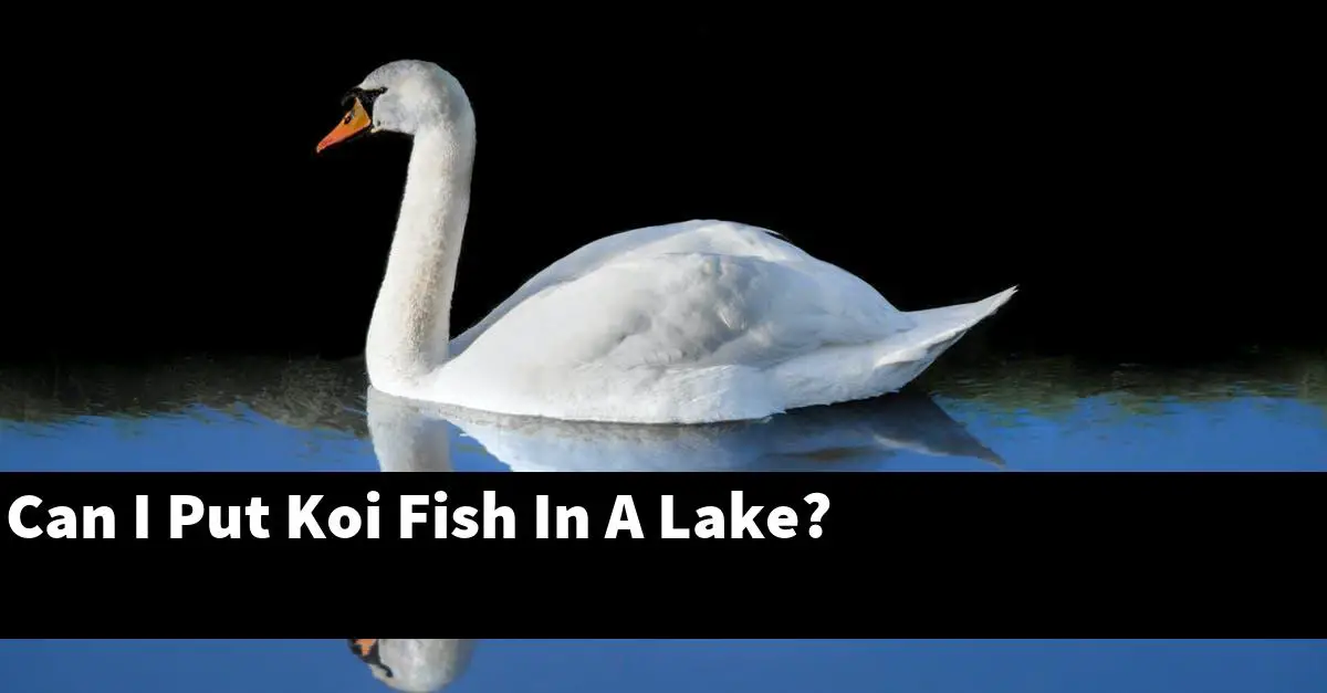 Can I Put Koi Fish In A Lake?