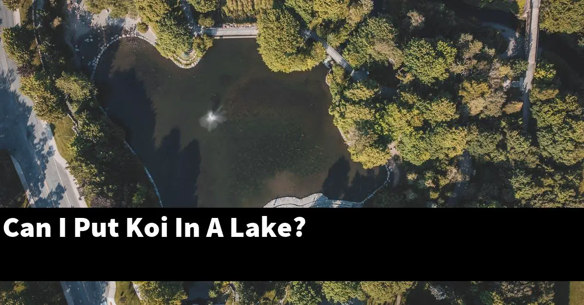 Can I Put Koi In A Lake?