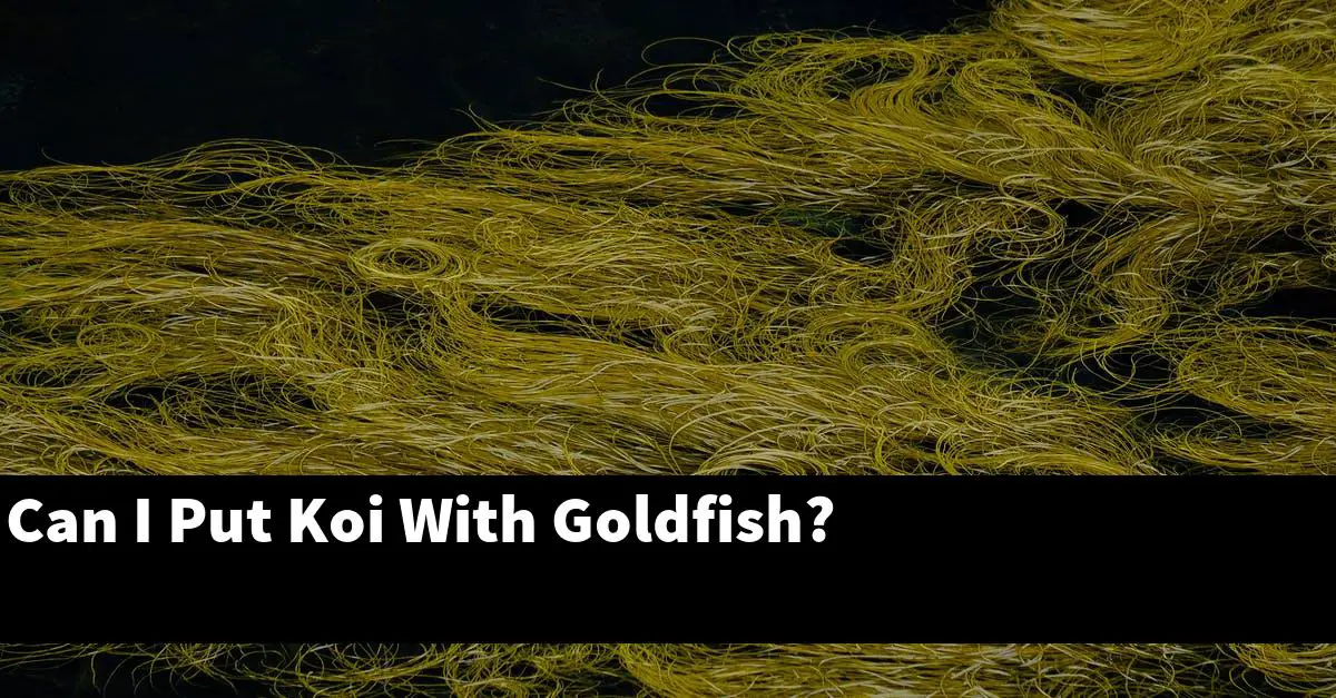 Can I Put Koi With Goldfish?