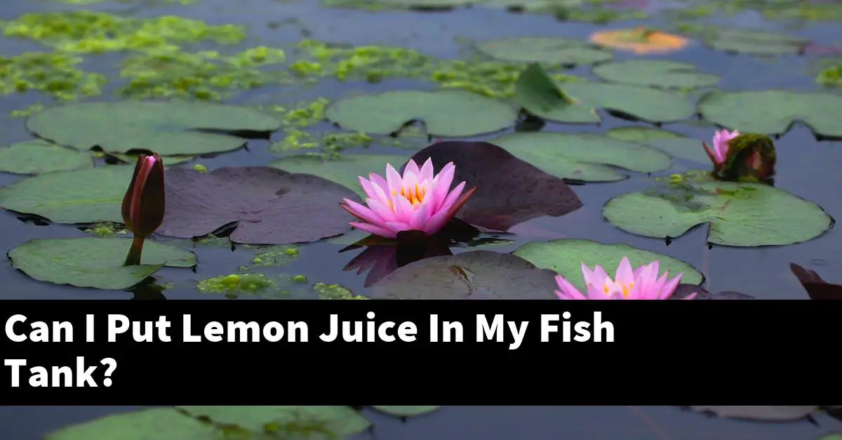 Can I Put Lemon Juice In My Fish Tank?
