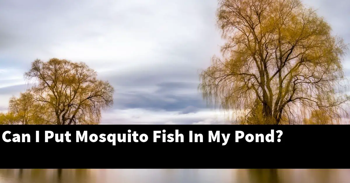 Can I Put Mosquito Fish In My Pond?