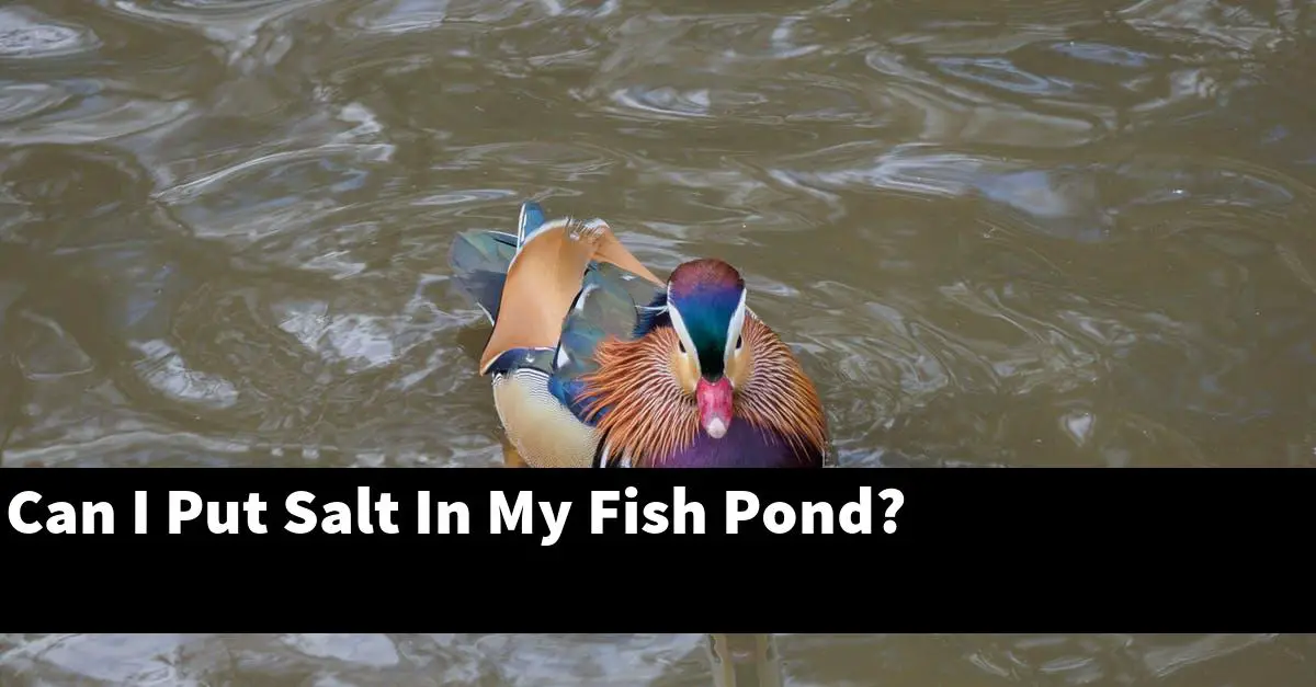 Can I Put Salt In My Fish Pond?
