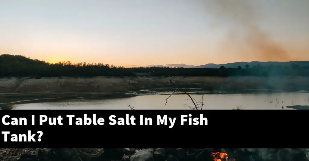 Can I Put Table Salt In My Fish Tank? [2024 Guide] Gold Koi Fish