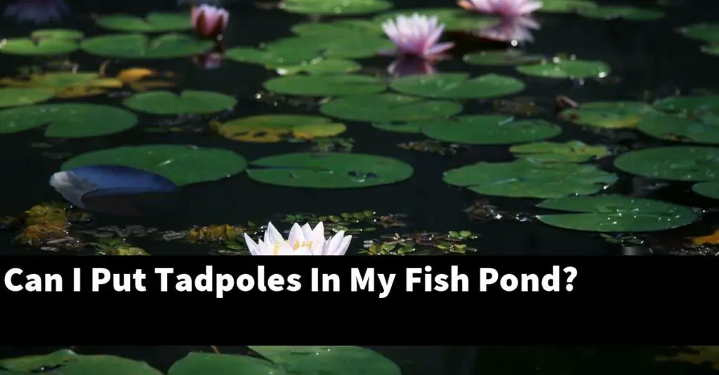 Can I Put Tadpoles In My Fish Pond? [2024 Guide] Gold Koi Fish