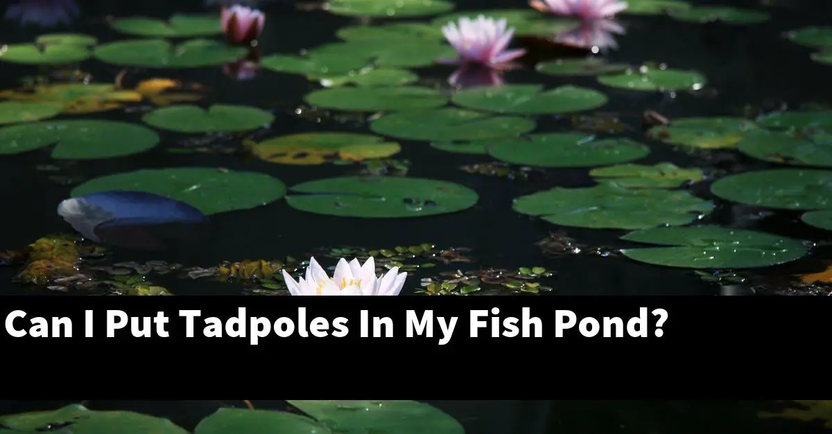 Can I Put Tadpoles In My Fish Pond?