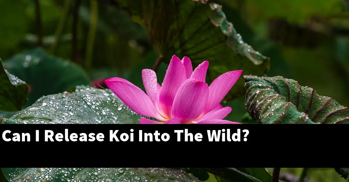 Can I Release Koi Into The Wild?