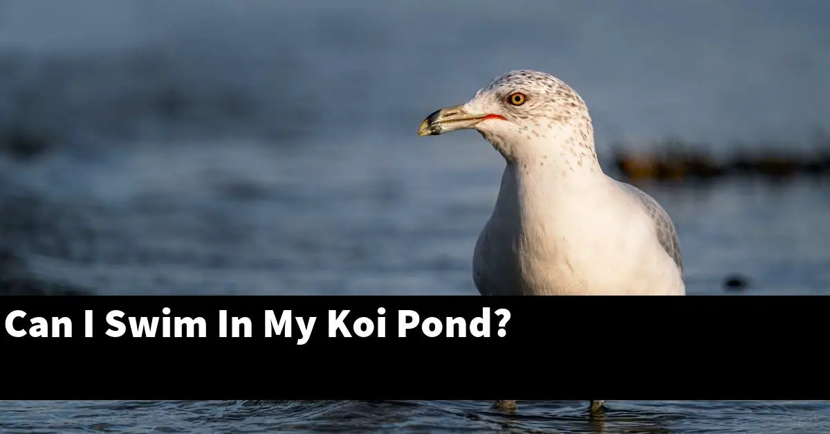 Can I Swim In My Koi Pond?