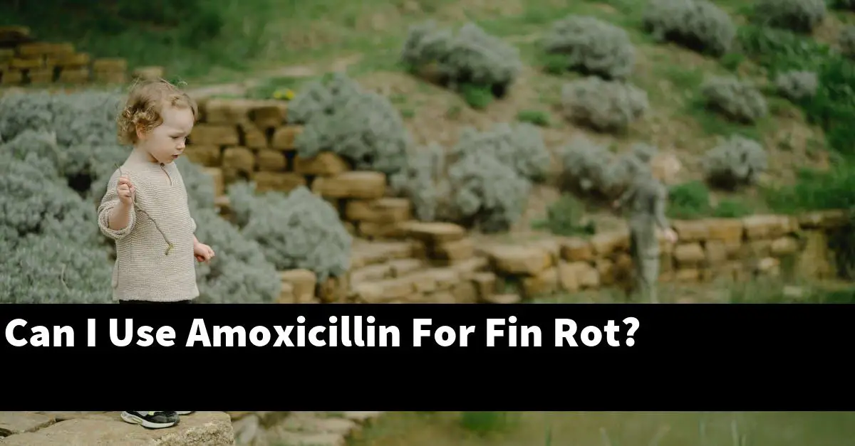 Can I Use Amoxicillin For Fin Rot?
