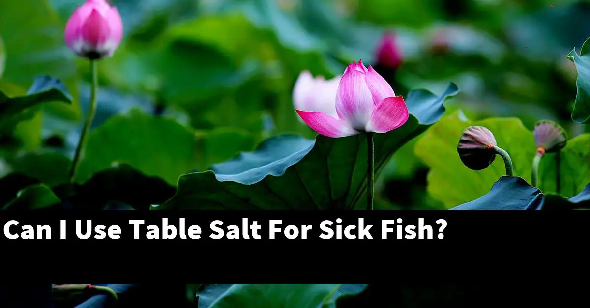 Can I Use Table Salt For Sick Fish?