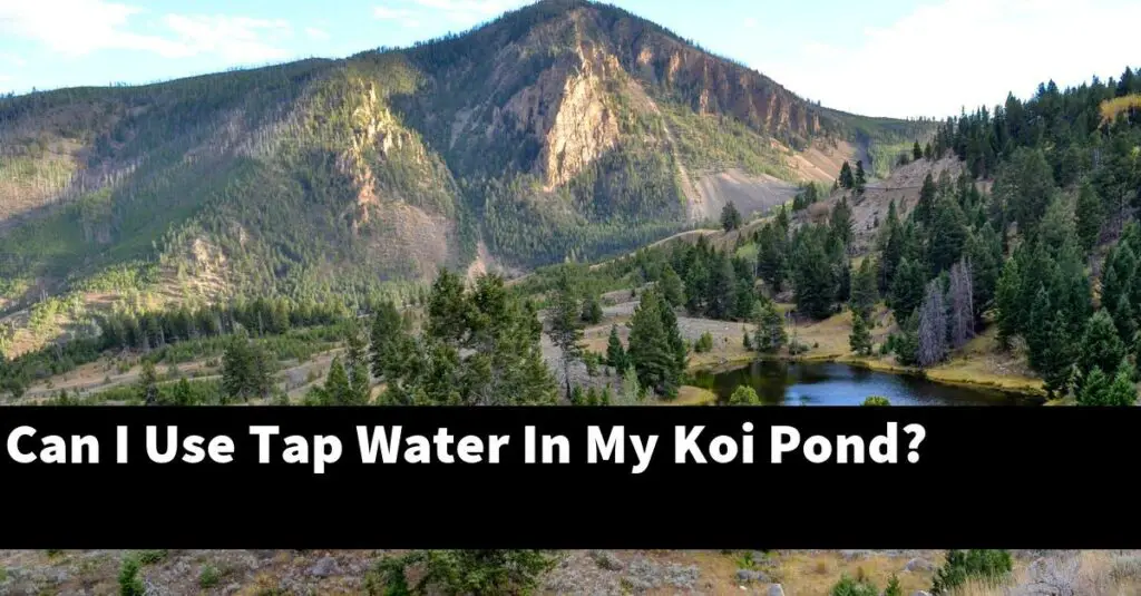 Can I Use Tap Water In My Koi Pond? [2024 Guide] Gold Koi Fish