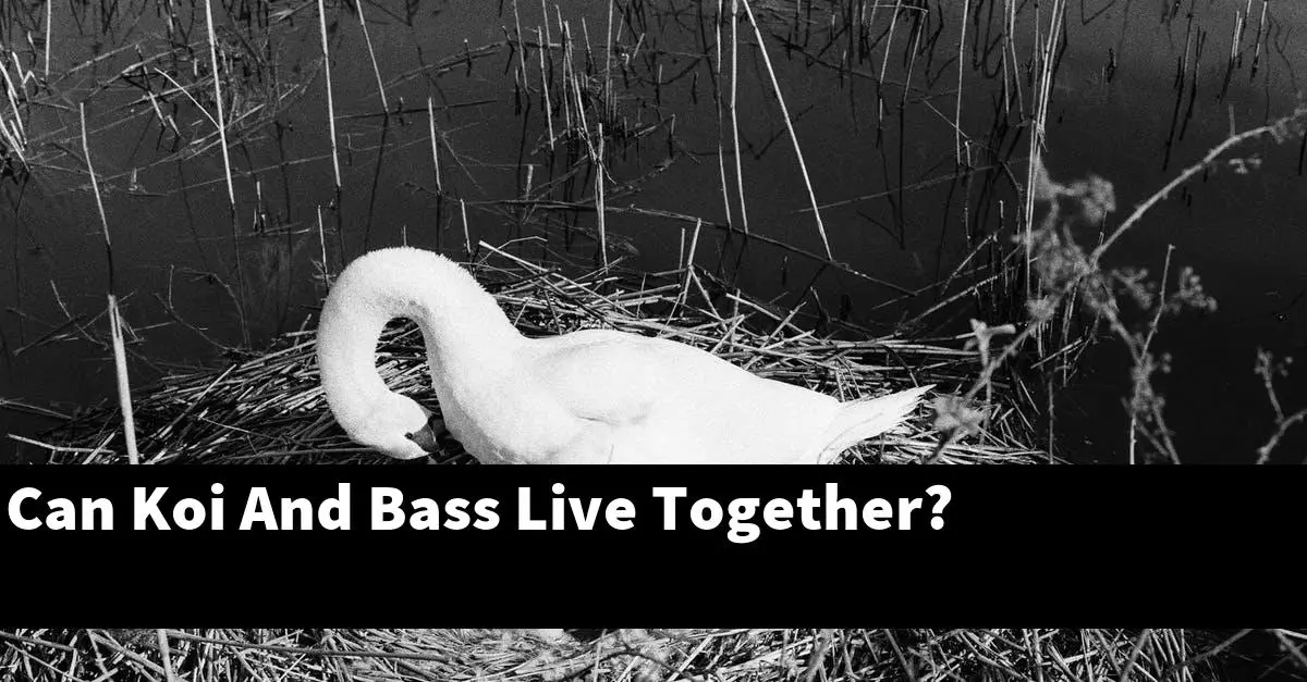 Can Koi And Bass Live Together?