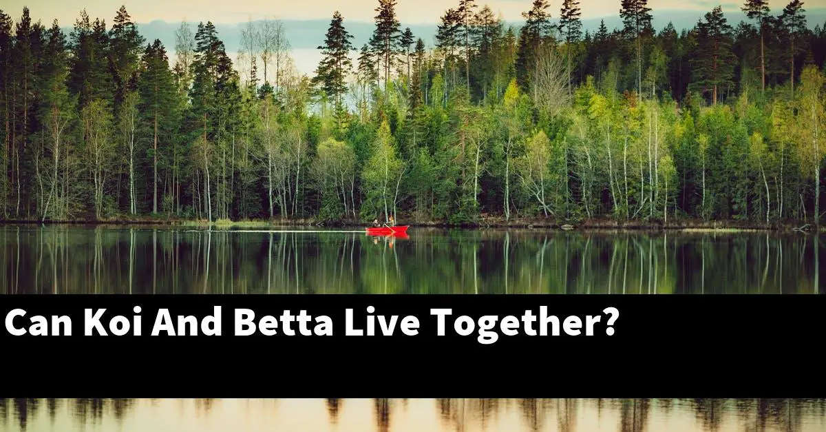 Can Koi And Betta Live Together?