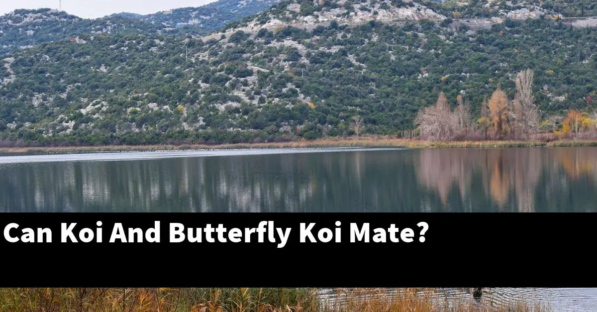 Can Koi And Butterfly Koi Mate?