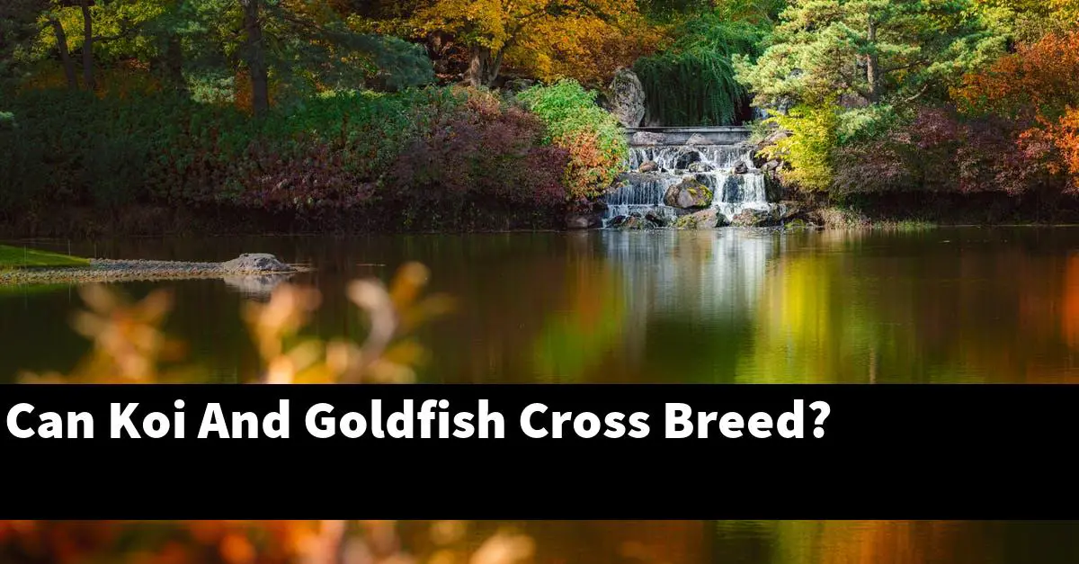 Can Koi And Goldfish Cross Breed?