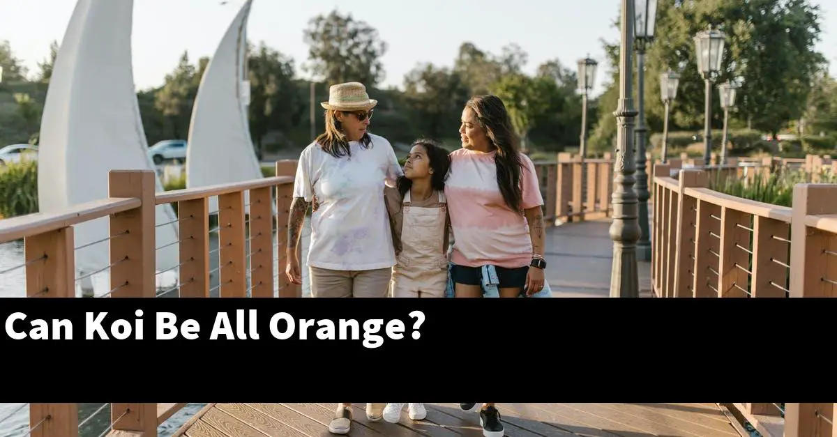 Can Koi Be All Orange?