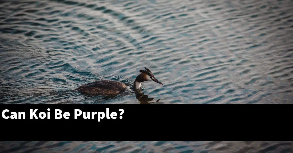 Can Koi Be Purple?