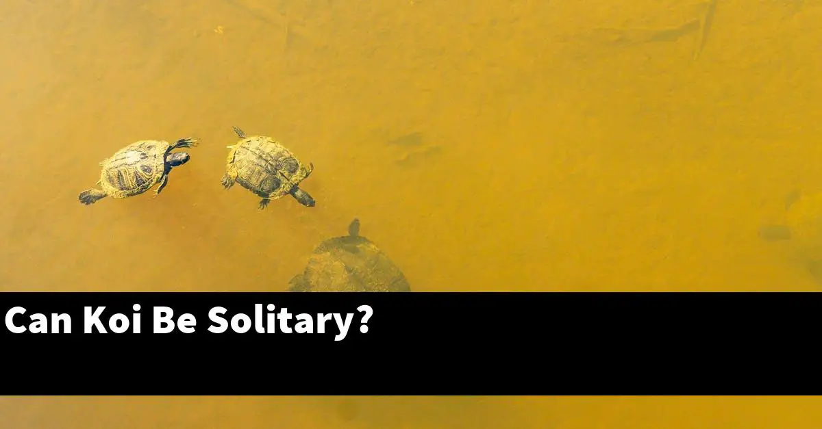 Can Koi Be Solitary?