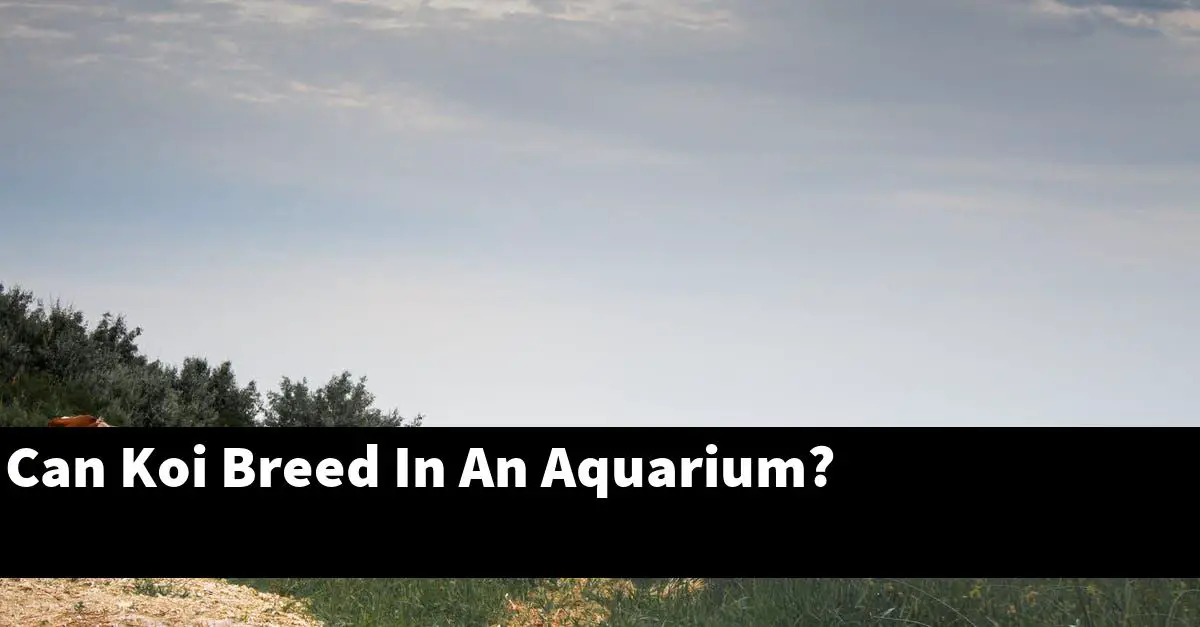 Can Koi Breed In An Aquarium?