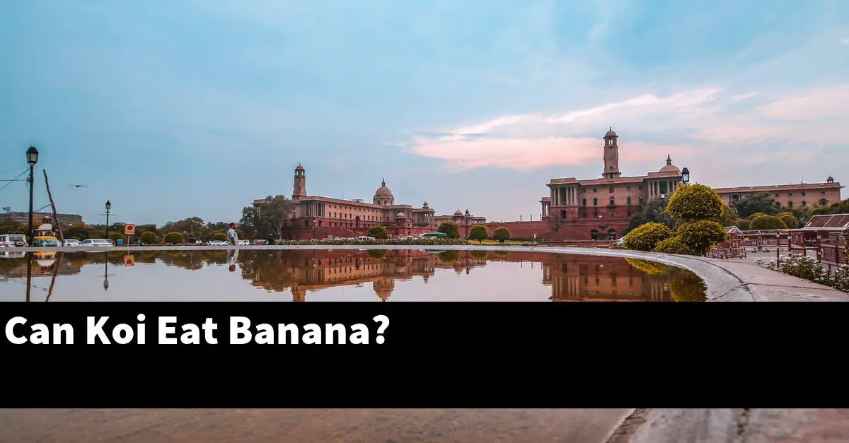 Can Koi Eat Banana?