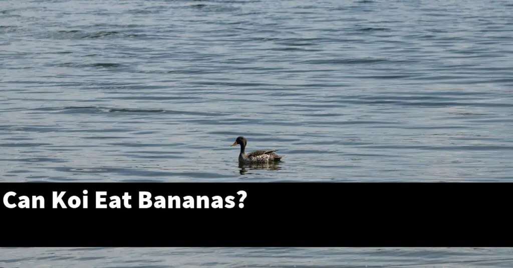 Can Koi Eat Bananas? [2022 Guide] Gold Koi Fish
