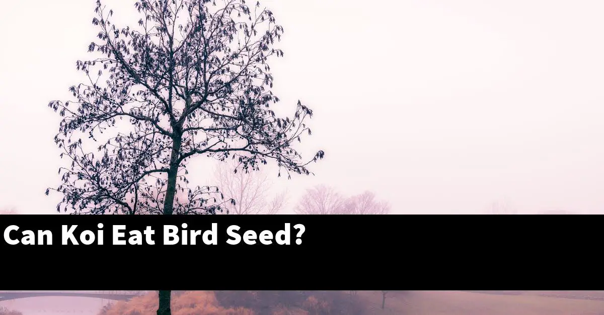 Can Koi Eat Bird Seed?