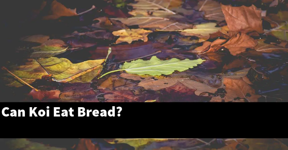 Can Koi Eat Bread?
