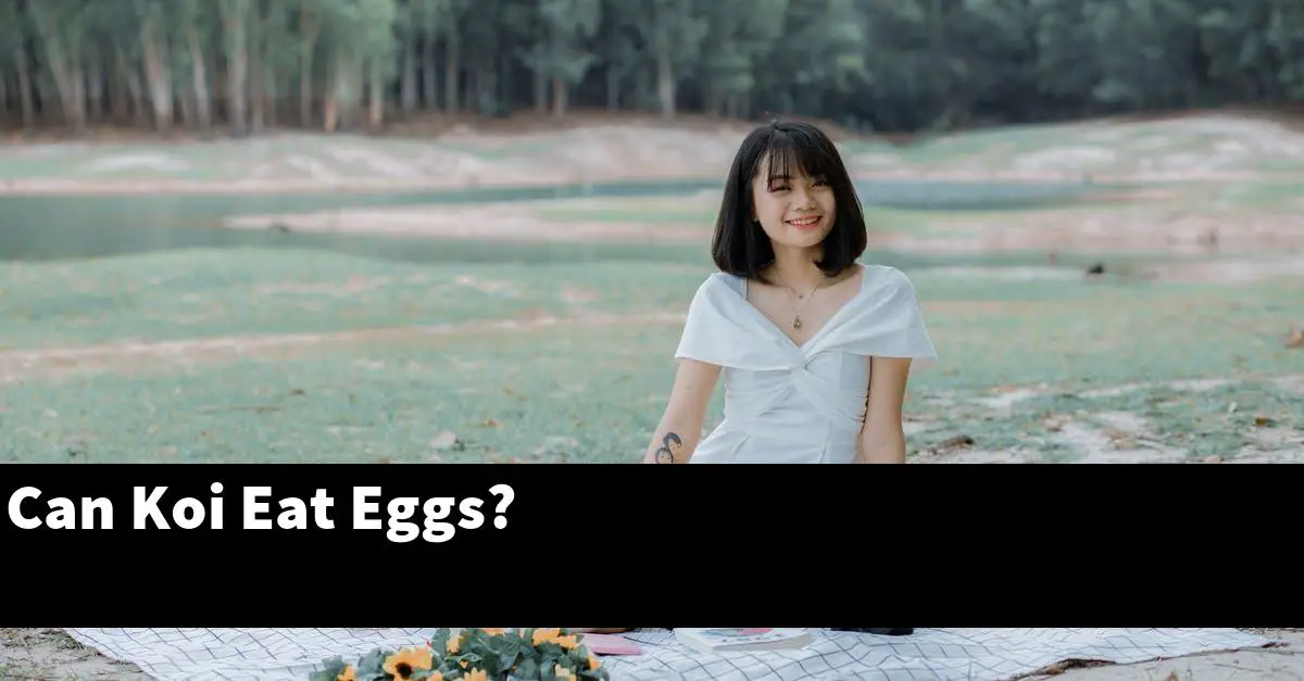 Can Koi Eat Eggs?