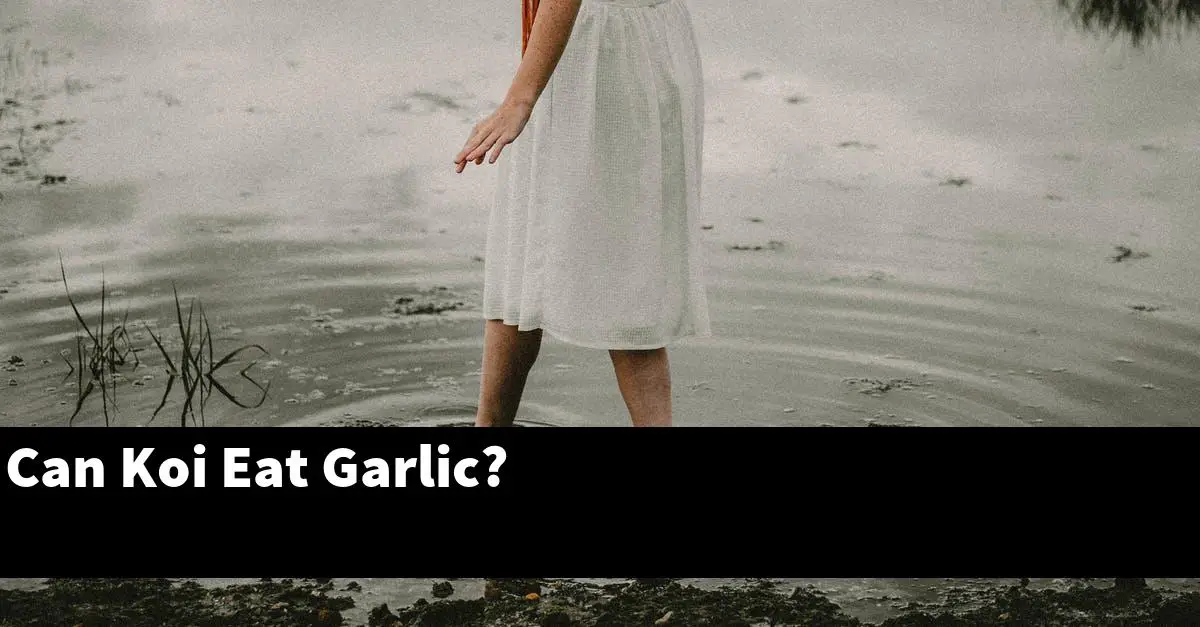 Can Koi Eat Garlic?