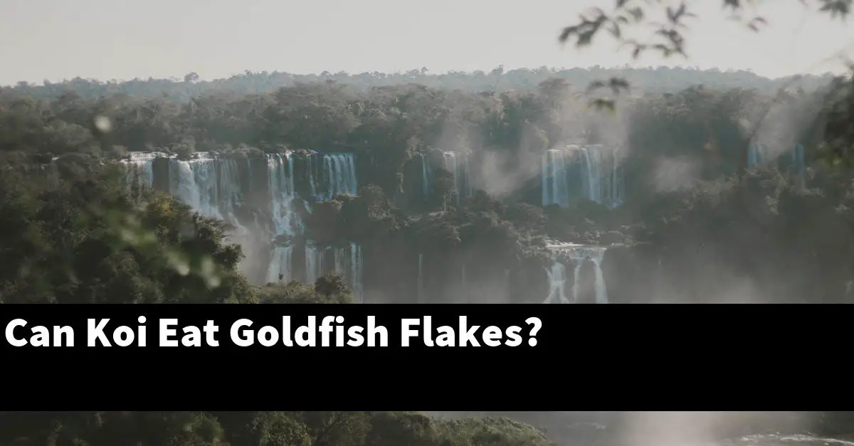 Can Koi Eat Goldfish Flakes?