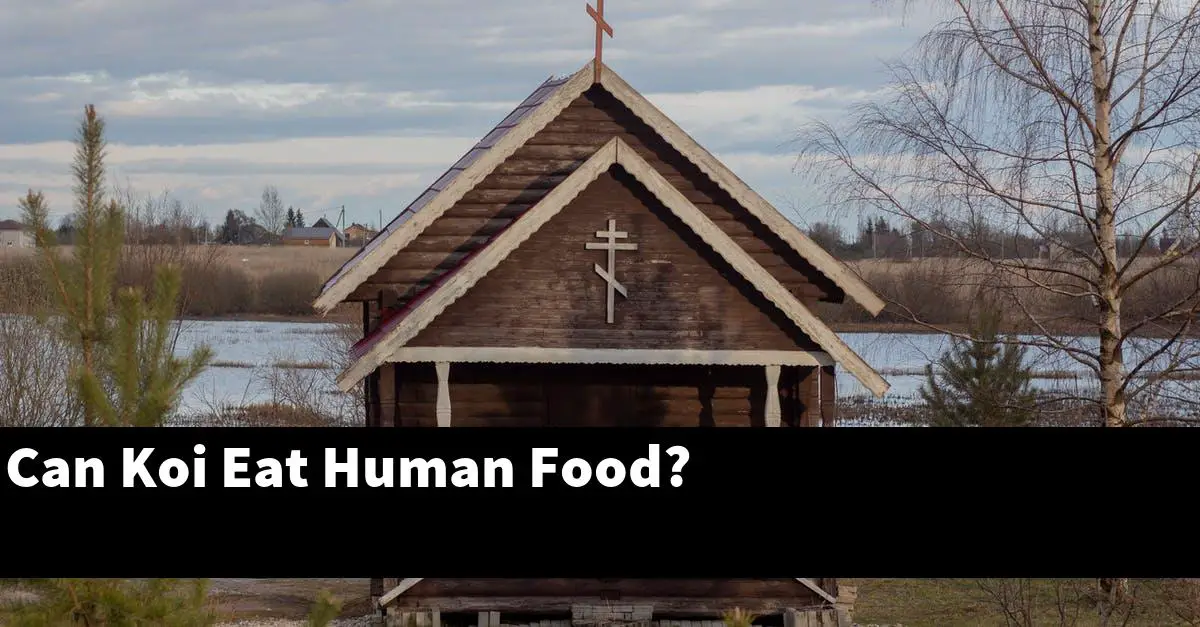 Can Koi Eat Human Food?