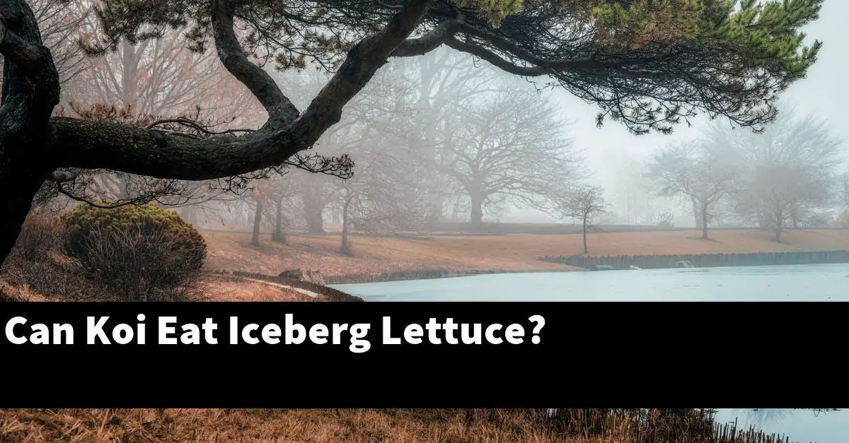 Can Koi Eat Iceberg Lettuce?