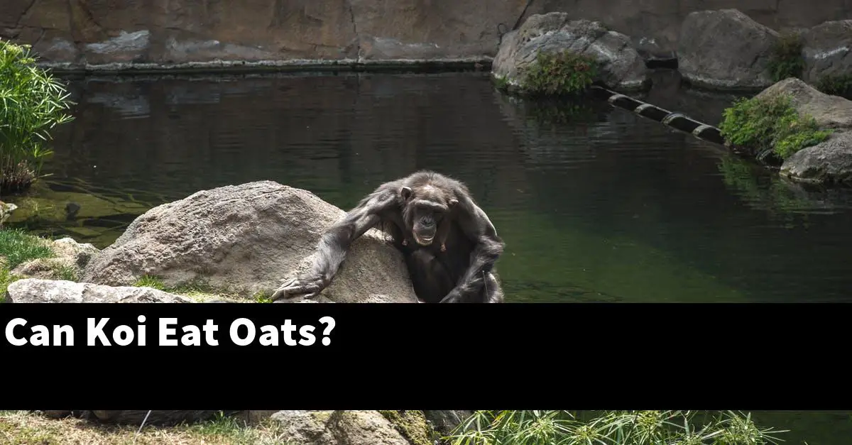 Can Koi Eat Oats?