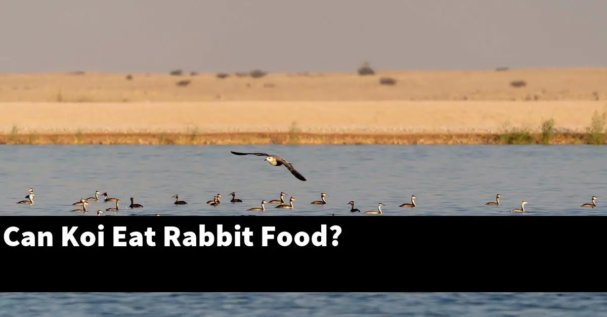 Can Koi Eat Rabbit Food?