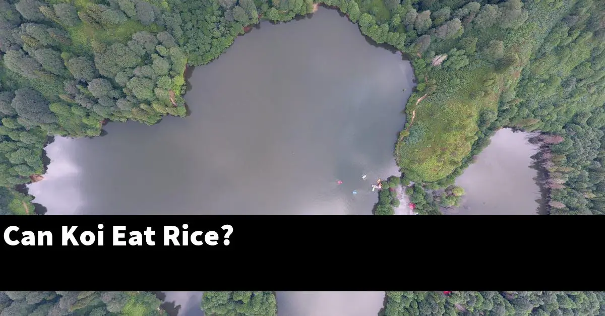 Can Koi Eat Rice?