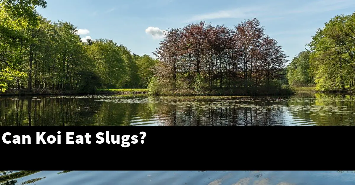 Can Koi Eat Slugs?