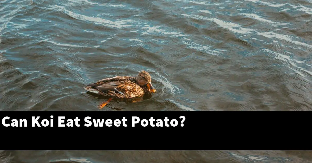 Can Koi Eat Sweet Potato?
