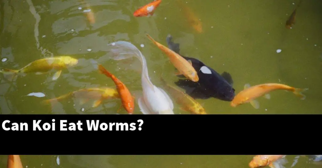 Can Koi Eat Worms? [2024 Guide] Gold Koi Fish