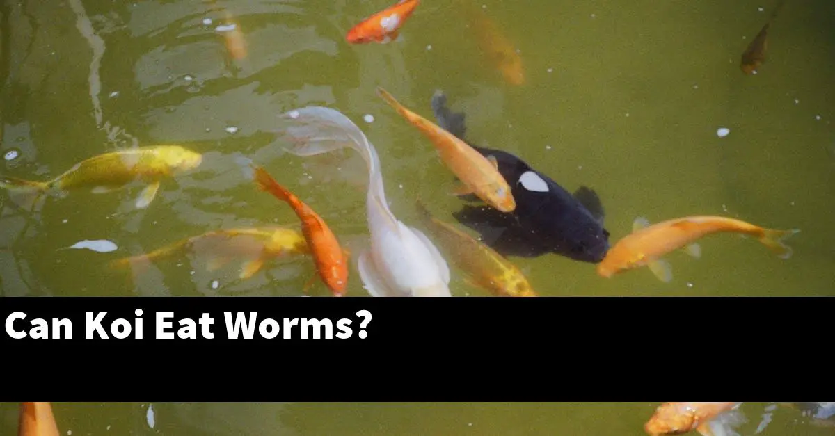 Can Koi Eat Worms?
