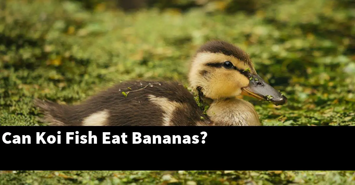 Can Koi Fish Eat Bananas?