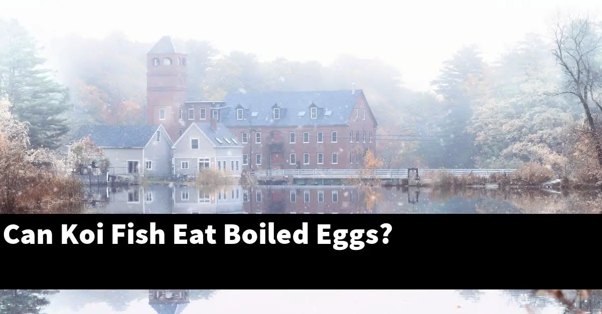 Can Koi Fish Eat Boiled Eggs?