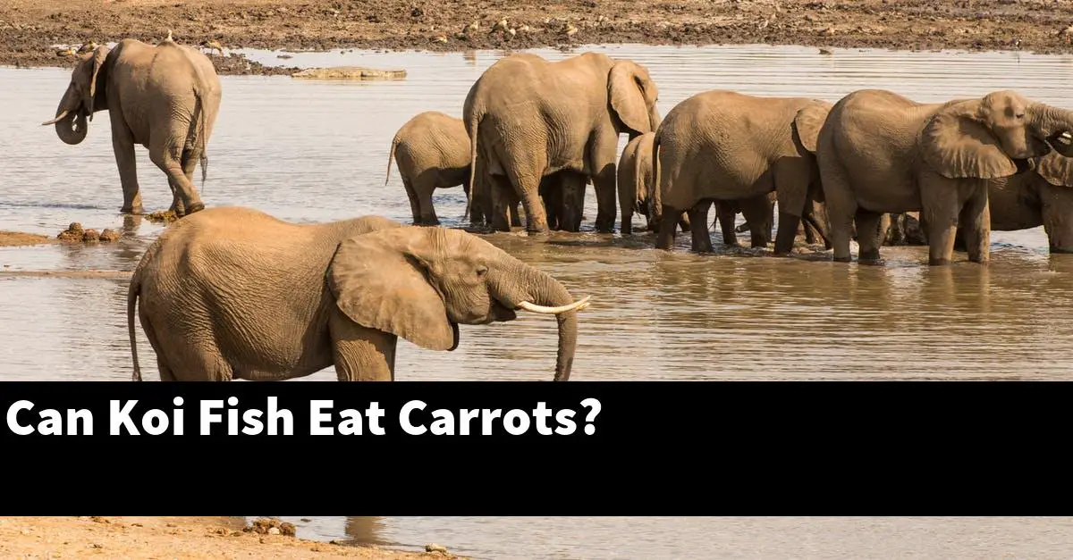 Can Koi Fish Eat Carrots?